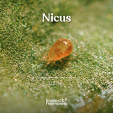 Nicus - tegen spint