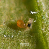 Nicus - tegen spint