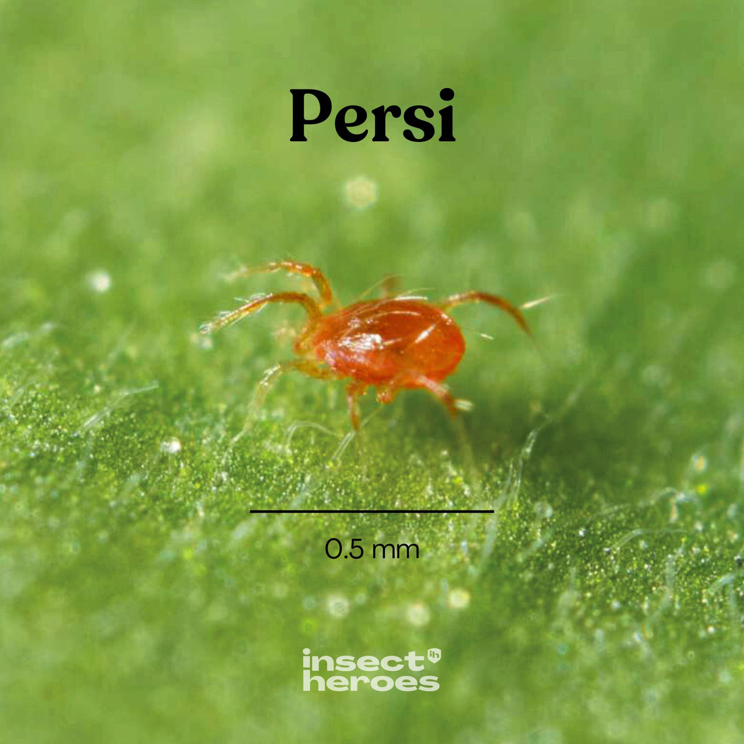 Persi - tegen spint
