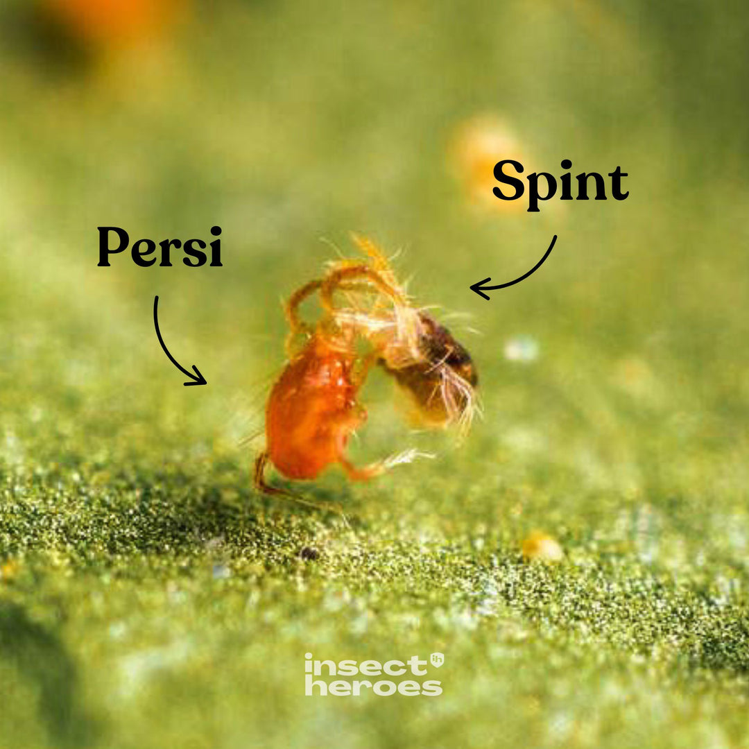 Persi - tegen spint