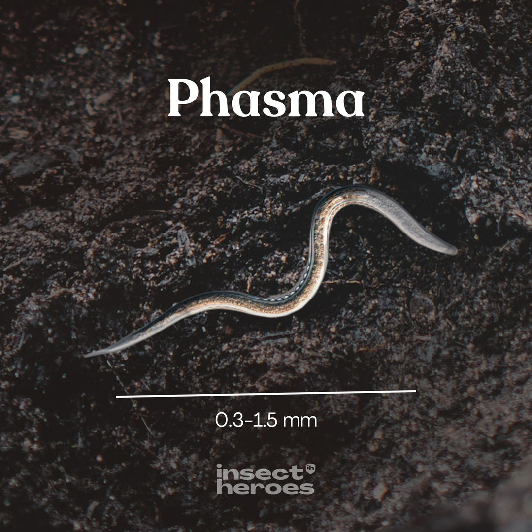 Phasma - contre les escargots