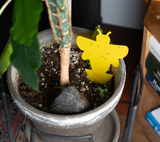 Sticky Leaf Yellow Mini - contre les mouches fongiques