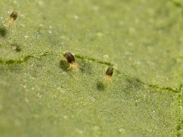 groen gekleurde spintmijten op blad