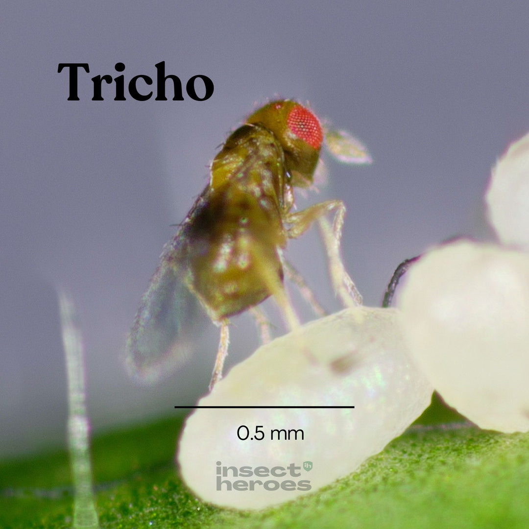 Tricho - tegen kledingmotten