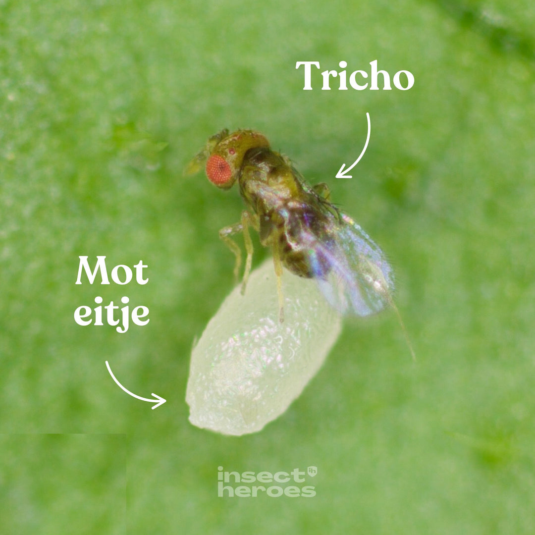 Tricho - tegen kledingmotten