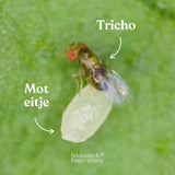 Tricho - tegen kledingmotten