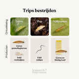 Sticky Leaf Yellow Large - contre les thrips