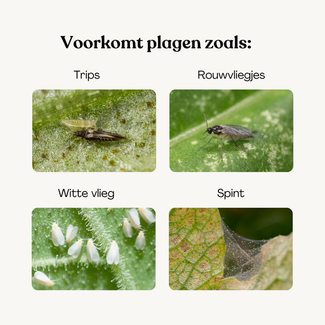 Protect Plants Deal - voorkom plagen