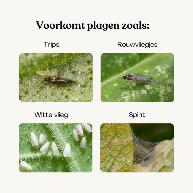 Protect Plants Deal - Voorkom plagen