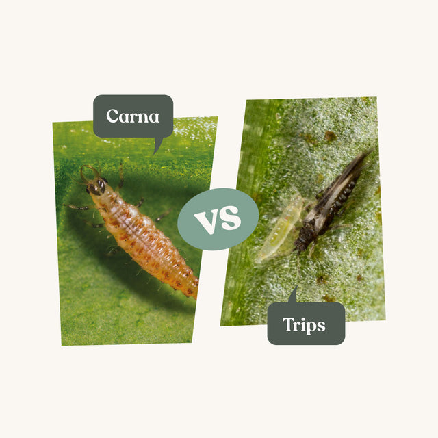 Carna - contre les thrips