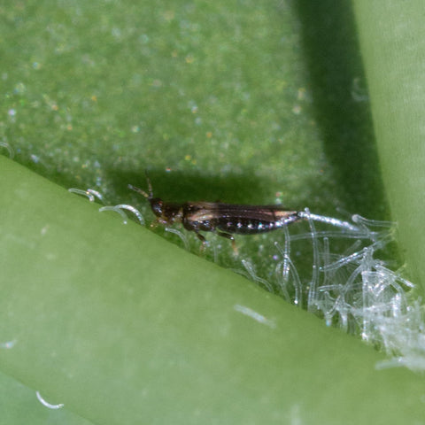 Image 47378233360710