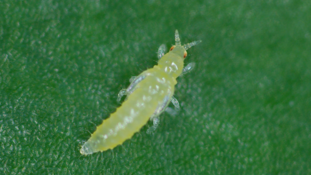 Image 68870450970950